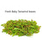 Raw Green Banana Powder (Healthy Alternative to Flours)